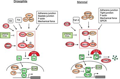 Hippo-Independent Regulation of Yki/Yap/Taz: A Non-canonical View